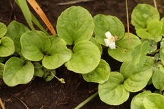 Diclis rotundifolia