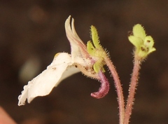 Diclis rotundifolia