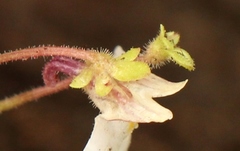 Diclis rotundifolia