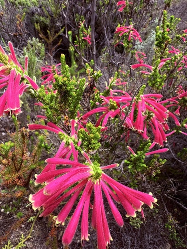 Sticky Red-And-Green Heath (Erica densifolia)