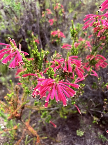 Erica densifolia, photograph 5