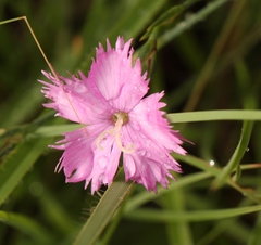 Dianthus basuticus