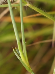 Dianthus basuticus