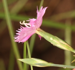 Dianthus basuticus