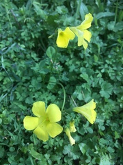 Oxalis pes-caprae image