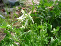 Corydalis capnoides
