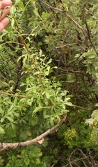 Polemannia simplicior