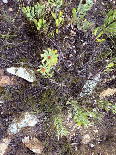 Leucospermum mundii, photograph 2