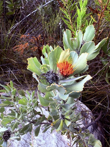 Leucospermum mundii, photograph 3