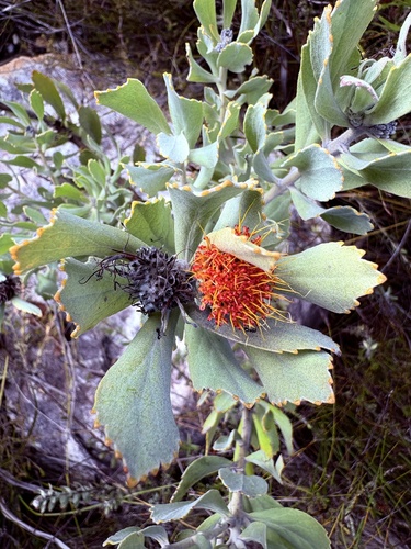 Langeberg Pincushion (Leucospermum mundii)