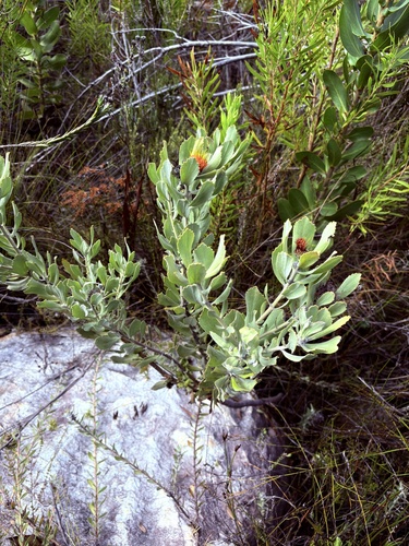 Leucospermum mundii, photograph 4