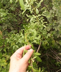 Polemannia simplicior
