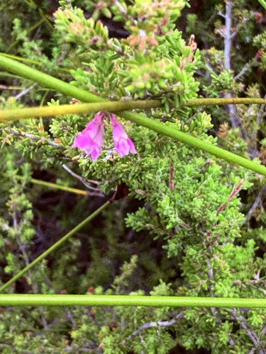 Erica melanthera, photograph 5