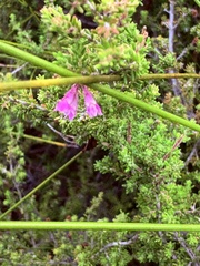 Erica melanthera, photograph (c) Christina, some rights reserved (CC BY)
