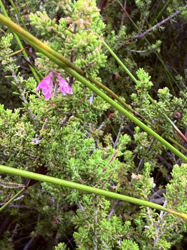 Erica melanthera, photograph 6