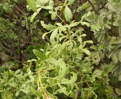 Polemannia simplicior