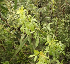 Polemannia simplicior