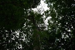 Albizia suluensis