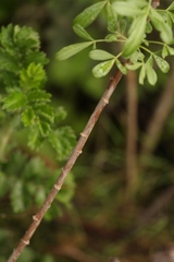Polemannia simplicior