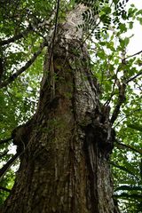 Albizia suluensis
