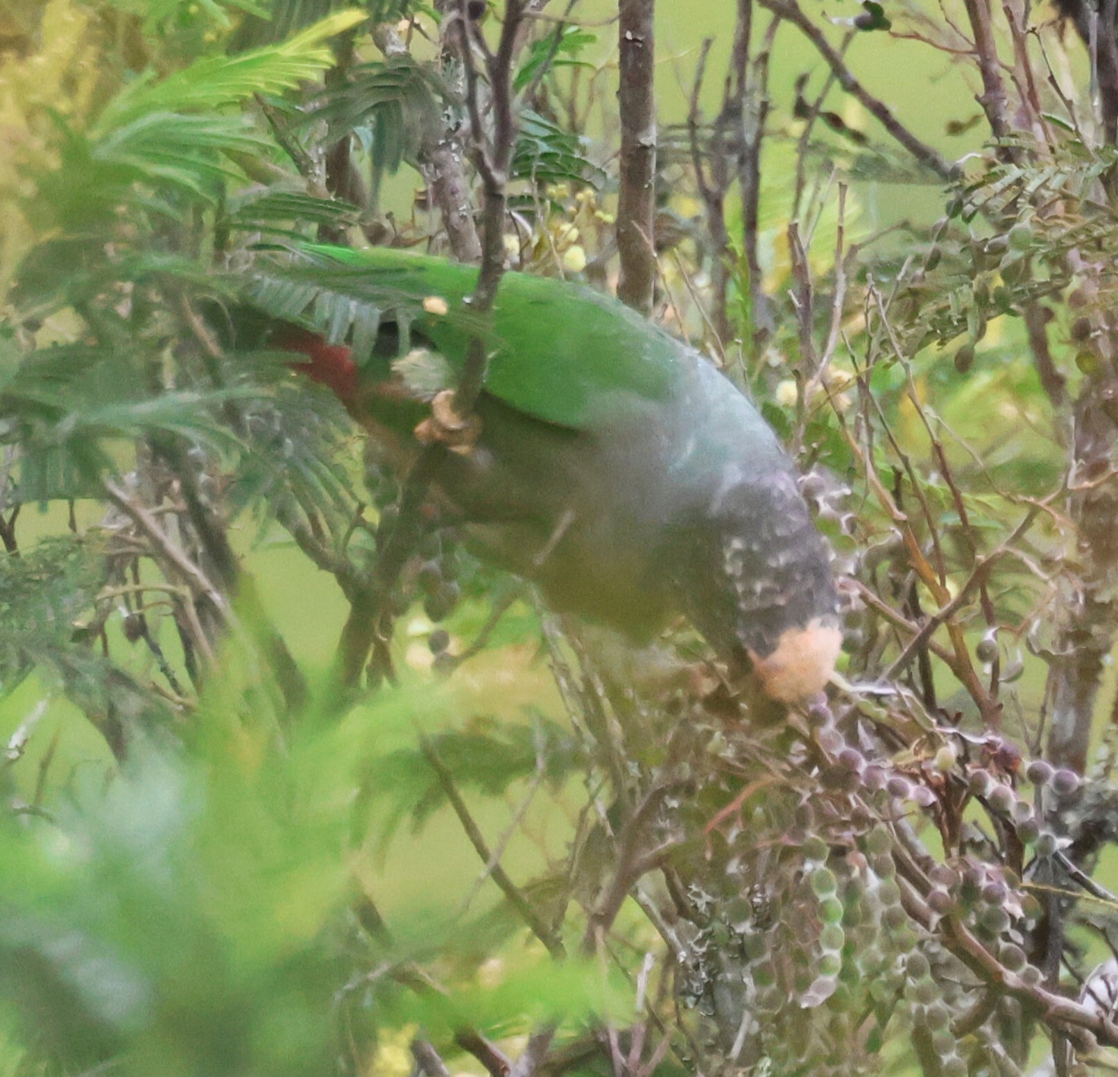 Speckle-faced Parrot (Pionus tumultuosus), photo 7