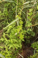 Rhynchosia caribaea