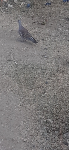 Speckled Pigeon