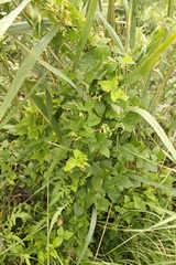 Rhynchosia caribaea