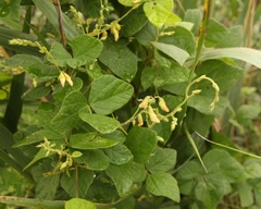 Rhynchosia caribaea