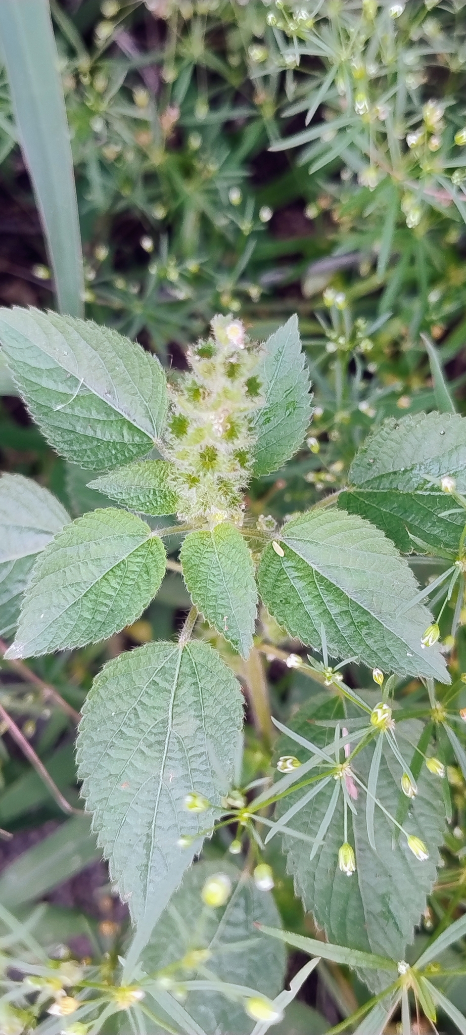 Acalypha poiretii Spreng. 2