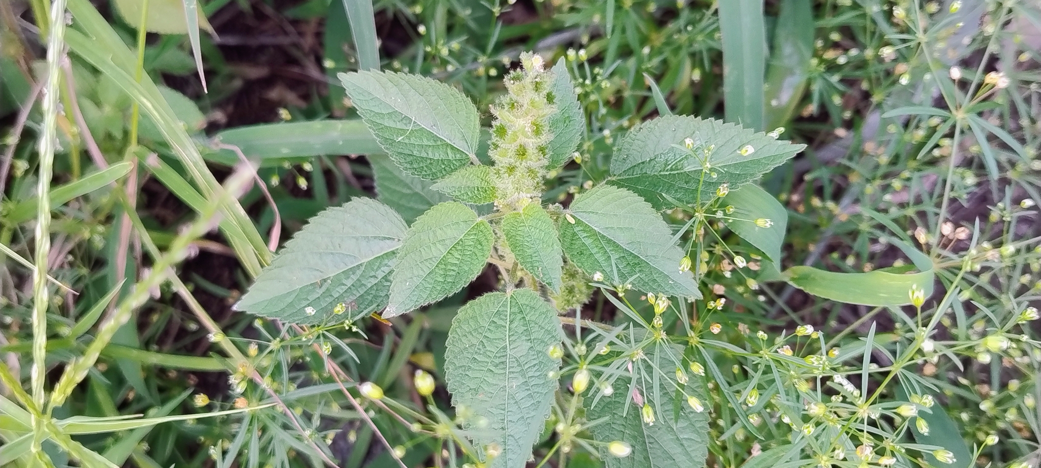 Acalypha poiretii Spreng.