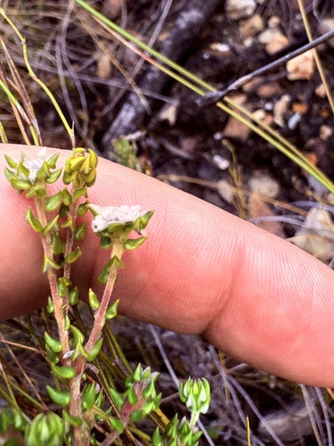 Heartleaf Hardleaf (Phylica debilis)