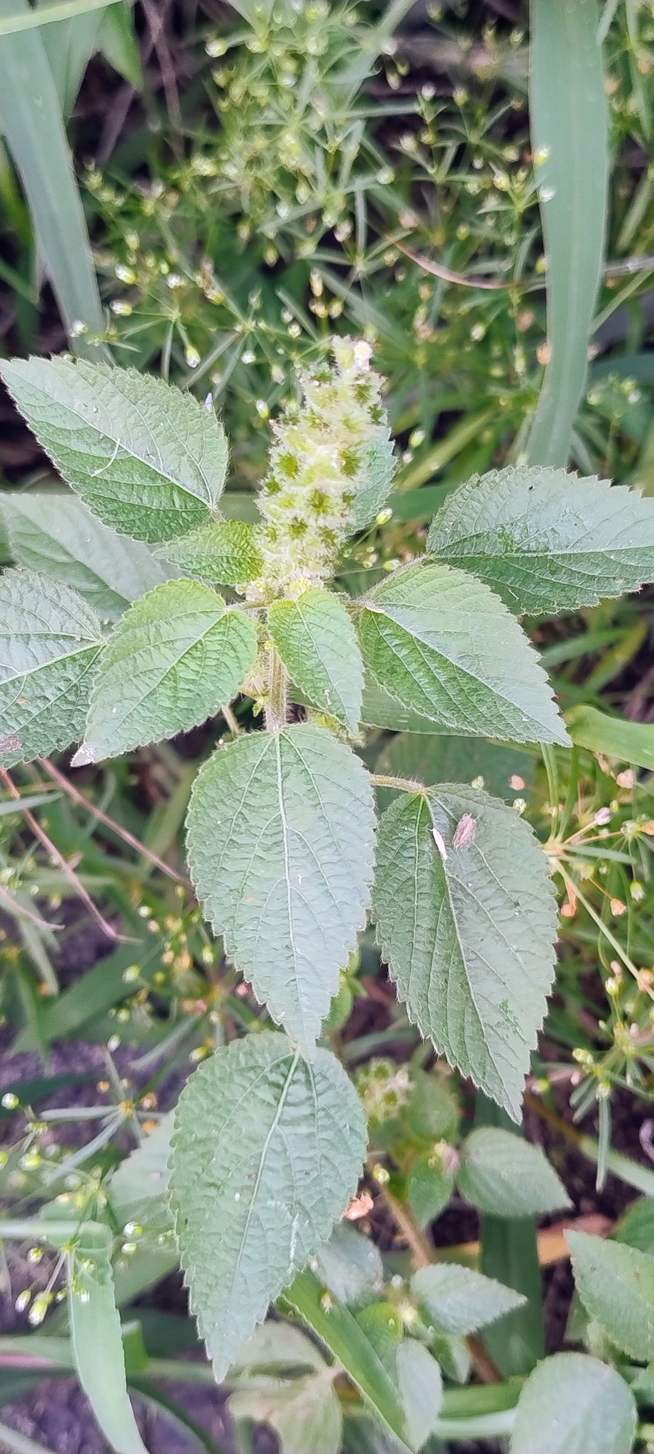 Acalypha poiretii Spreng. 3