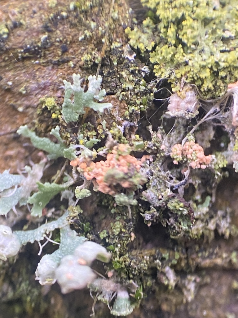 Erythricium aurantiacum · February 2026 · photo: © katharinegk (iNaturalist, cc-by)