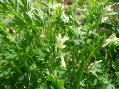 Corydalis capnoides