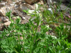 Corydalis capnoides