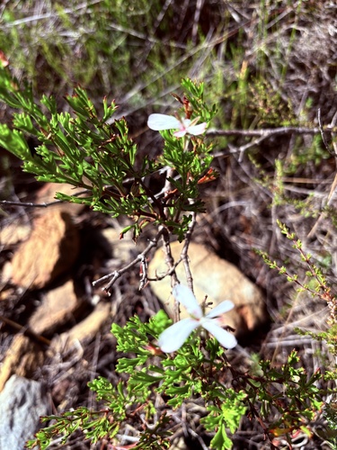 Pelargonium ternatum, photograph 5