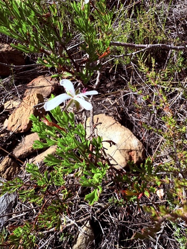 Pelargonium ternatum, photograph 6