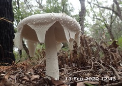 Amanita pyramidifera