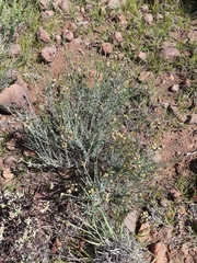 Lasiosiphon microphyllus