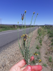 Lasiosiphon microphyllus