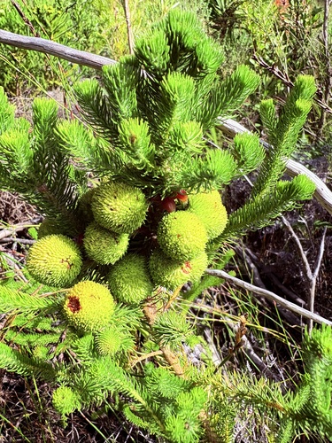 Langeberg Kolkol (Berzelia galpinii)