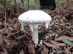 Amanita pyramidifera