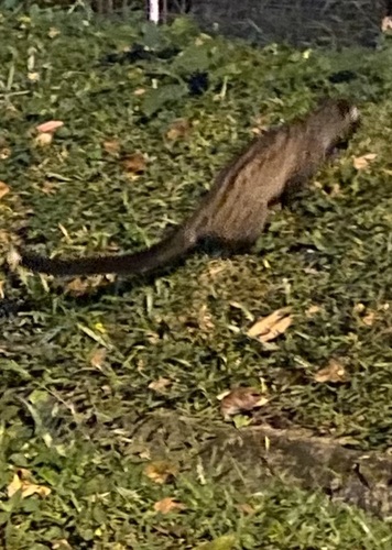 Paradoxurus hermaphroditus