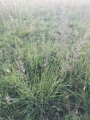 Eragrostis gummiflua