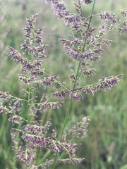 Eragrostis gummiflua