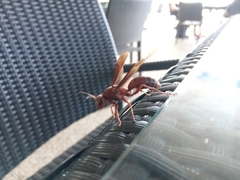 Polistes tenebricosus