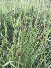 Eragrostis gummiflua