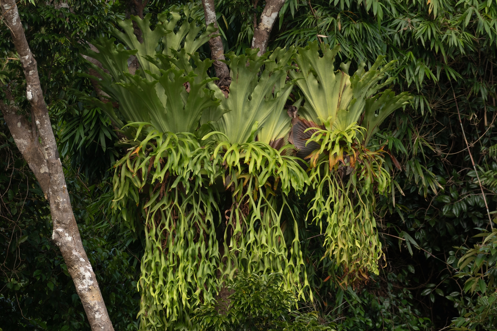 Platycerium coronarium (Platycerium coronarium)
