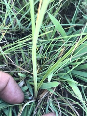 Cyperus rigidifolius